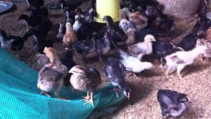 Cách nuôi gà chọi 1 tháng tuổi