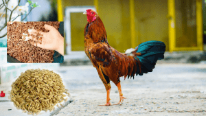Kinh nghiệm nuôi gà chọi chuẩn từ khẩu phần, dinh dưỡng